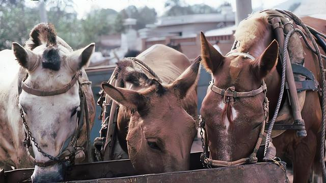 外婆养了20年的老母鸡突然不见，邻居递给我张欠条：等我挣够钱！