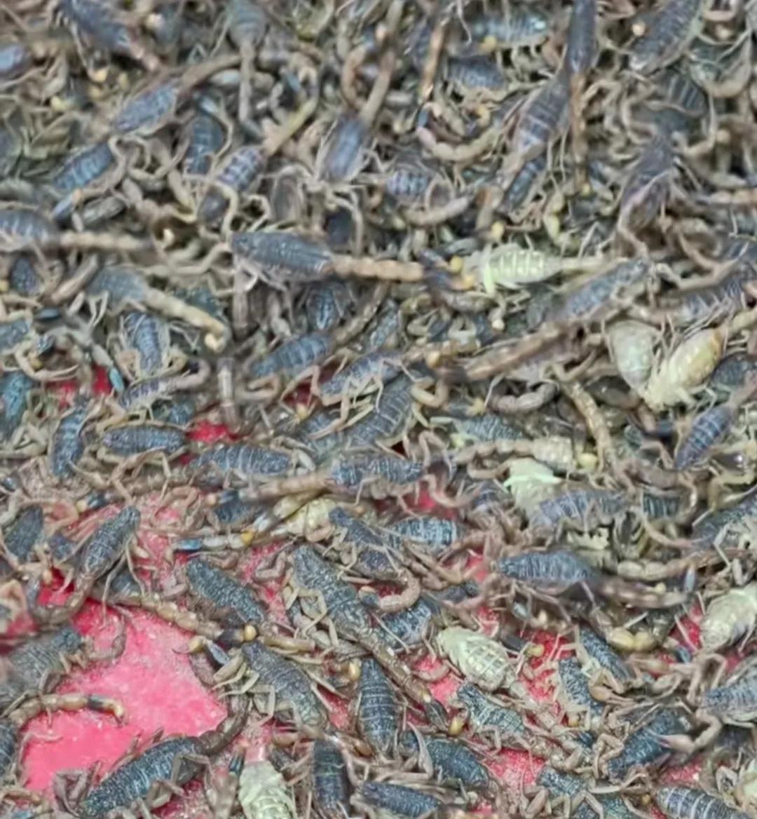 问问大家，
这是蝎子吗？
朋友说晚上烤来吃，
这真能吃吗？
我记得蝎子是用来泡酒