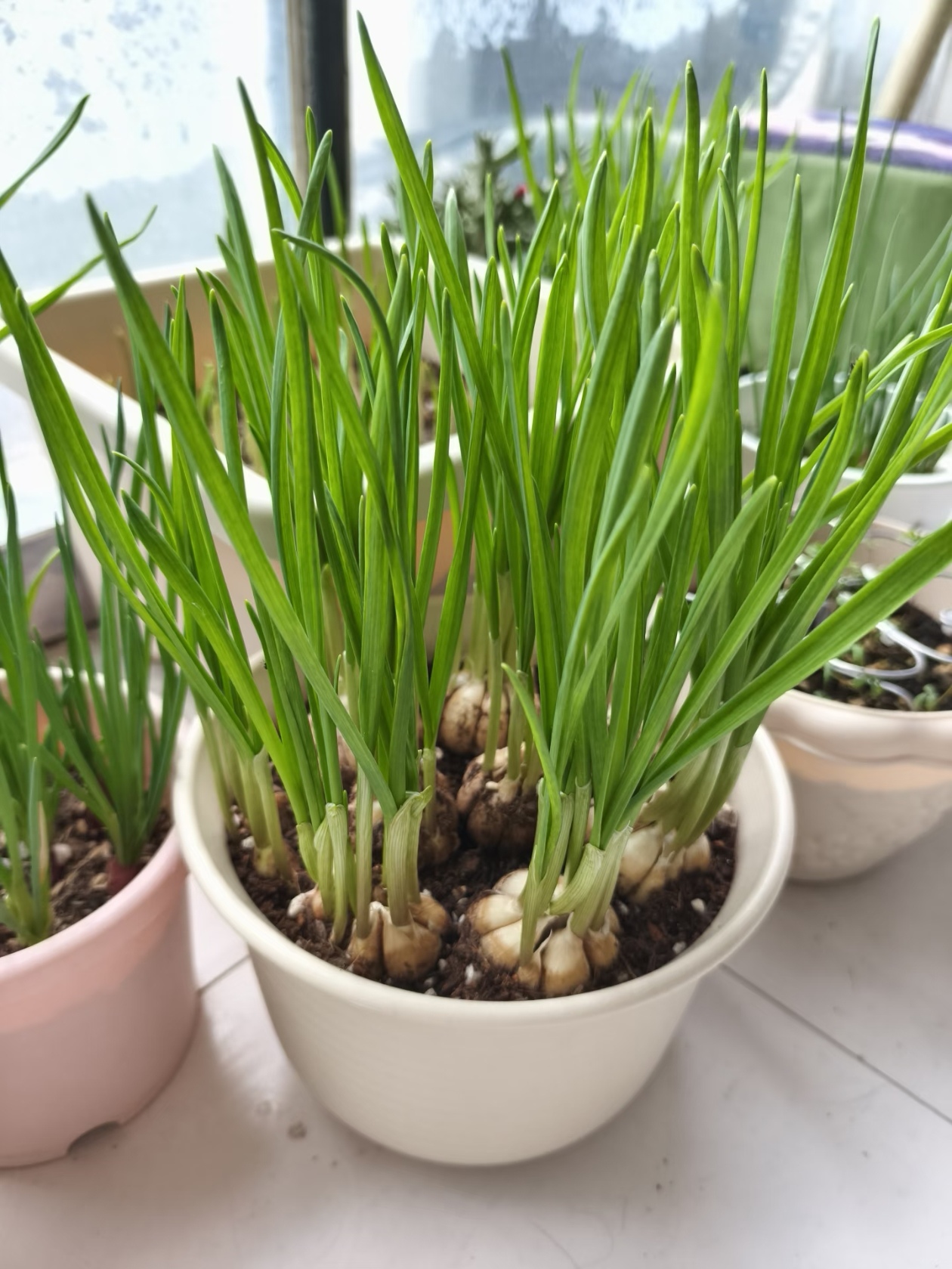 十月种菜清单：大蒜，种一次，吃半年！