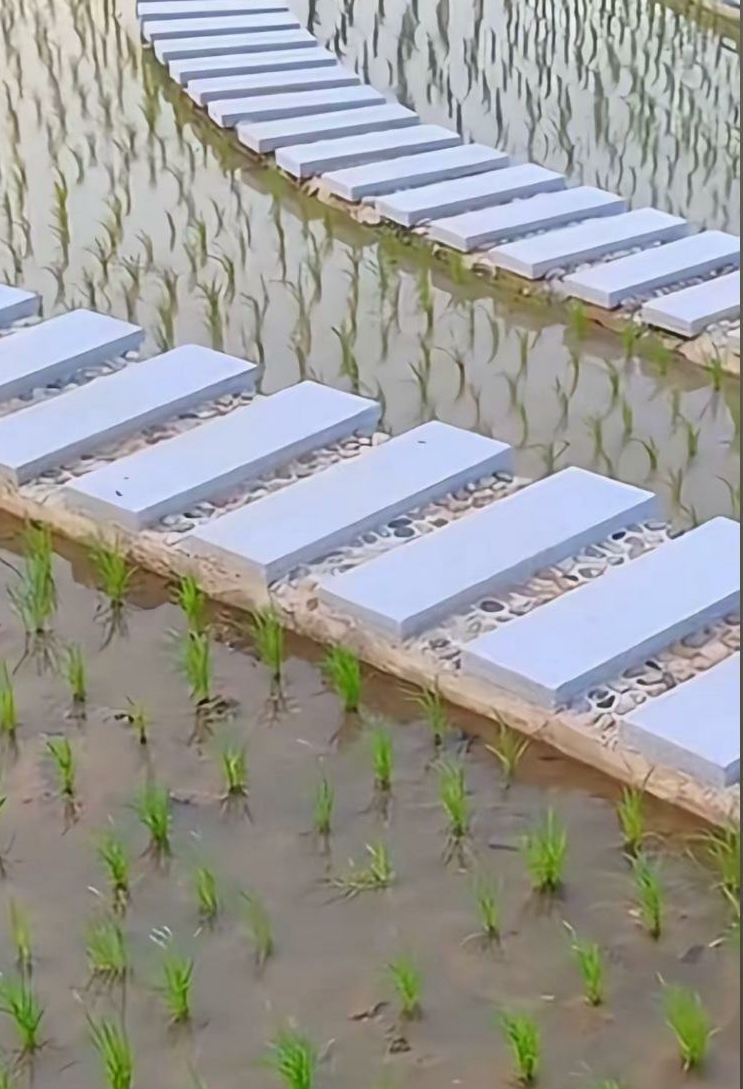 试验田里的路建的这么密啊