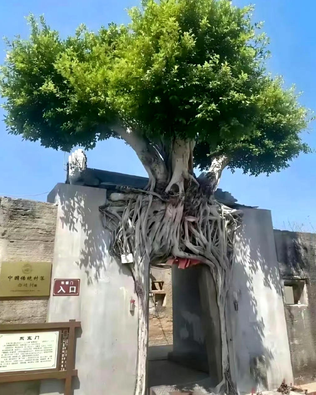 直接把树培养成门了 厉害 ​