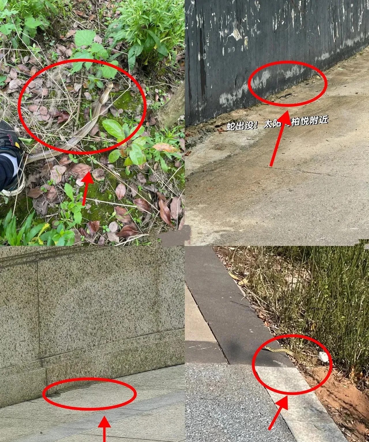 终于惊觉！在三亚，稍不留神就会和蛇撞个正着。当地住了十几年的人说，以前蛇基本都在