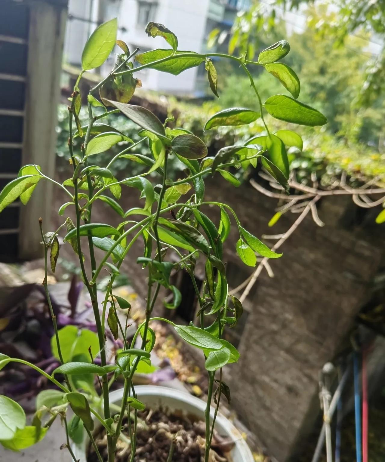 种的蓝莓苗，不知道为什么叶子长出来好好突然就开始干枯了！大家知道什么原因吗？
我