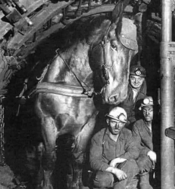 煤矿里的小马，这马一生都生活在地下，1972年科技代替了马匹！