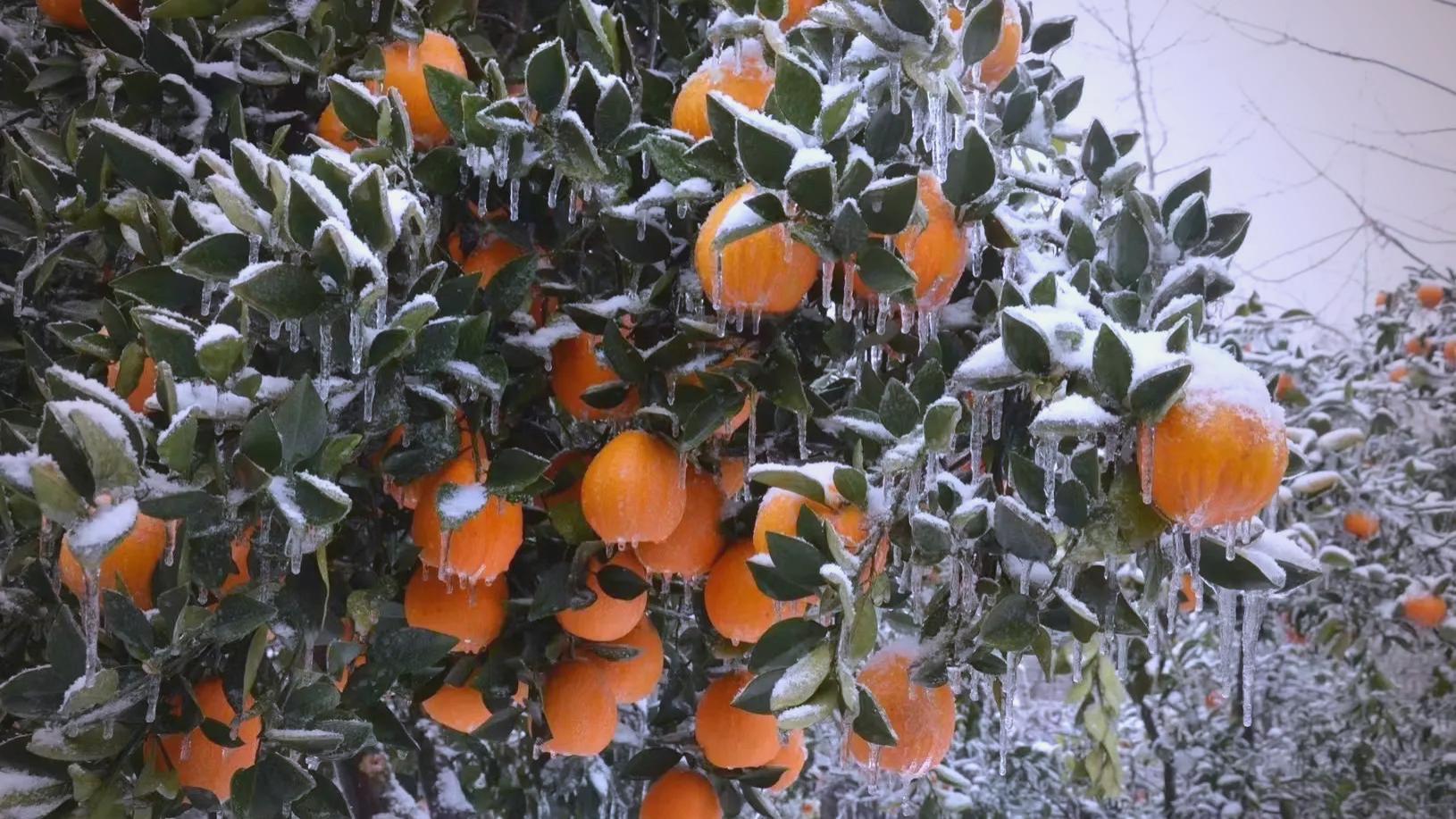 从硬核除雪到百业腾飞：低空经济正在重新定义我们的天空与生活