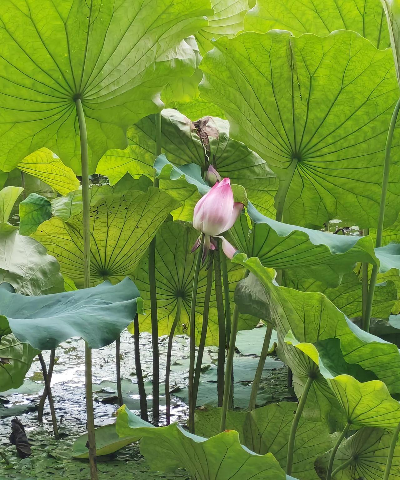 “接天莲叶无穷碧，映日荷花别样红”。下午天气炎热，走在河堤上听着鸟的叫声有些伤感