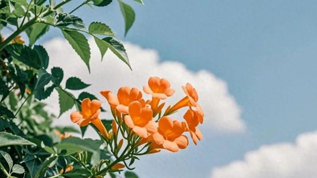 孝心如金：如何避免消耗儿女的深情