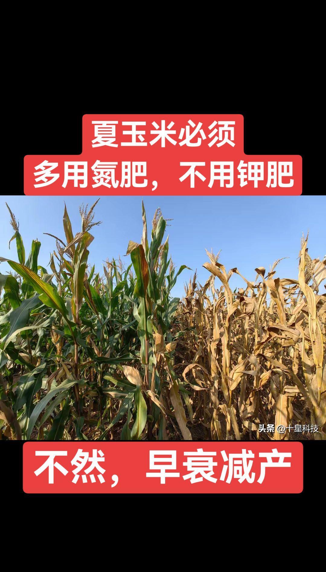 夏玉米必须，多用氮肥，不用钾肥！不然，早衰减产。#玉米是高氮作物 #秸秆还田的玉