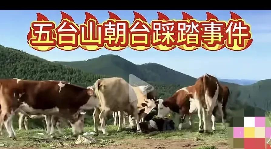 都说动物是有灵性的，你可千万不要不相信。
五台山有游客在登山游玩的时候遇见牛群，