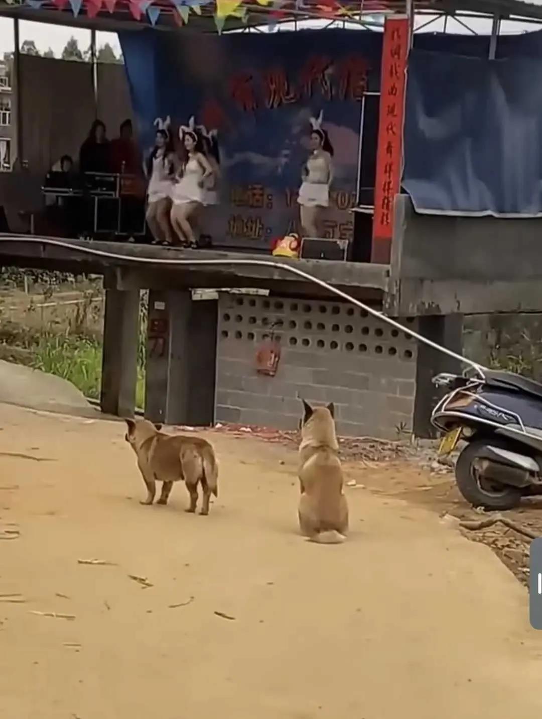 不仅大爷爱看，狗狗有也爱看