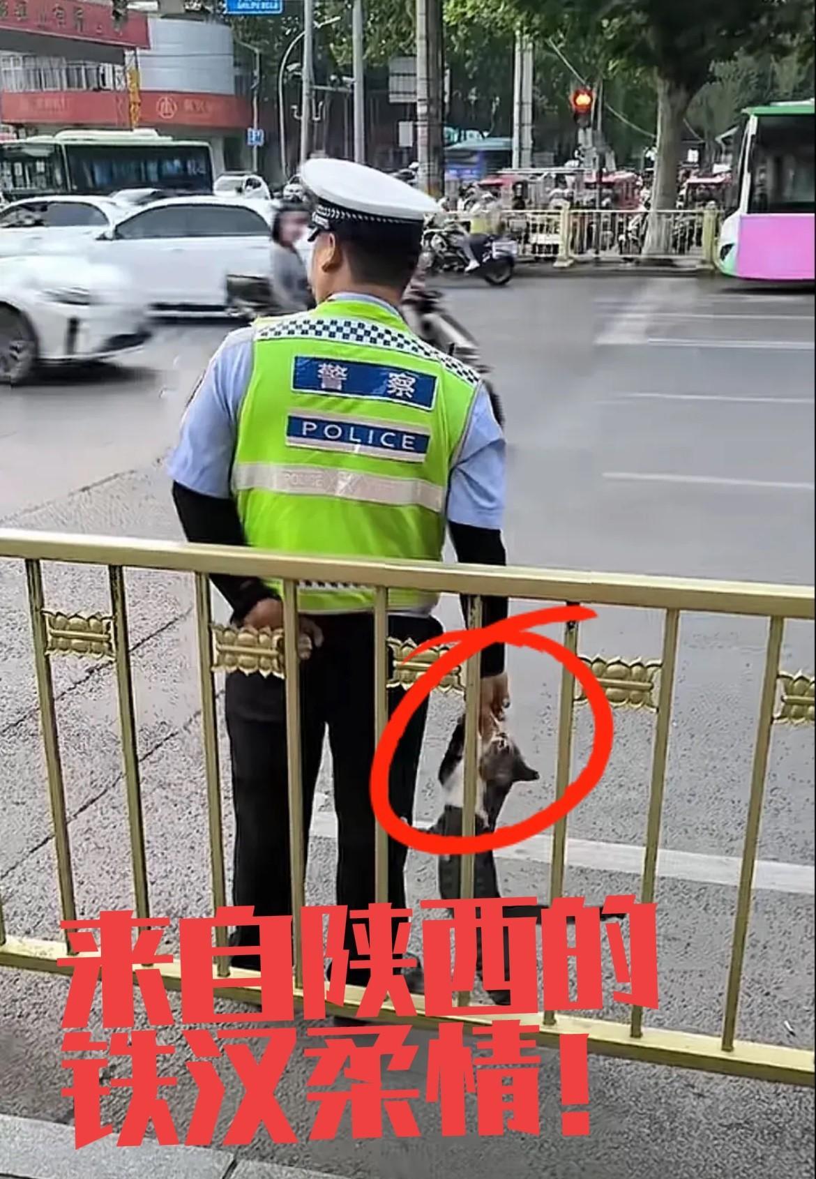 执勤交警与流浪猫的温暖日常：
藏在警服下的温柔，感动全网
近日，一段陕西“交警背