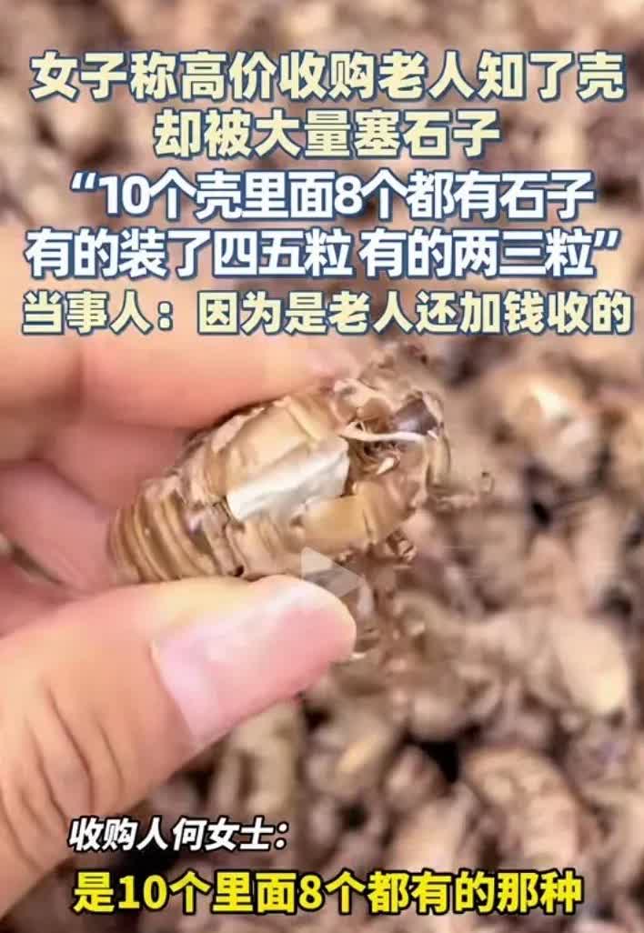 不敢相信怎么会有这样的人，一女子称，自己高价收购老人的知了壳，没想到有点里面居然