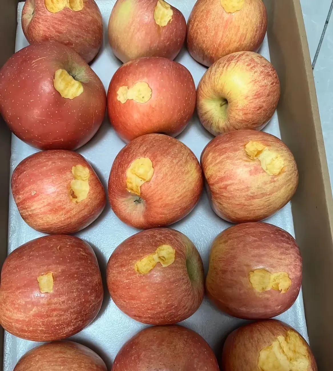 要送人的苹果，孩子把每个都咬一口[捂脸]谁能告诉我该怎么办[尬笑]