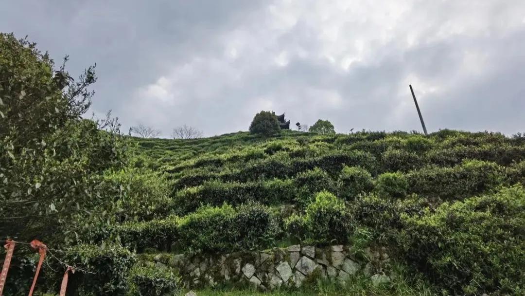 绿色食品惠明茶