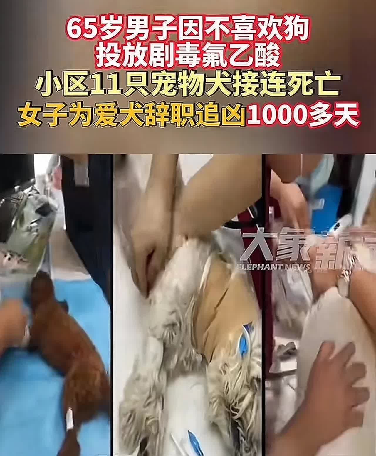 北京。
女子爱狗如命。养了13年的爱犬被毒死了，女子辞职三年，自学刑法梳理证据