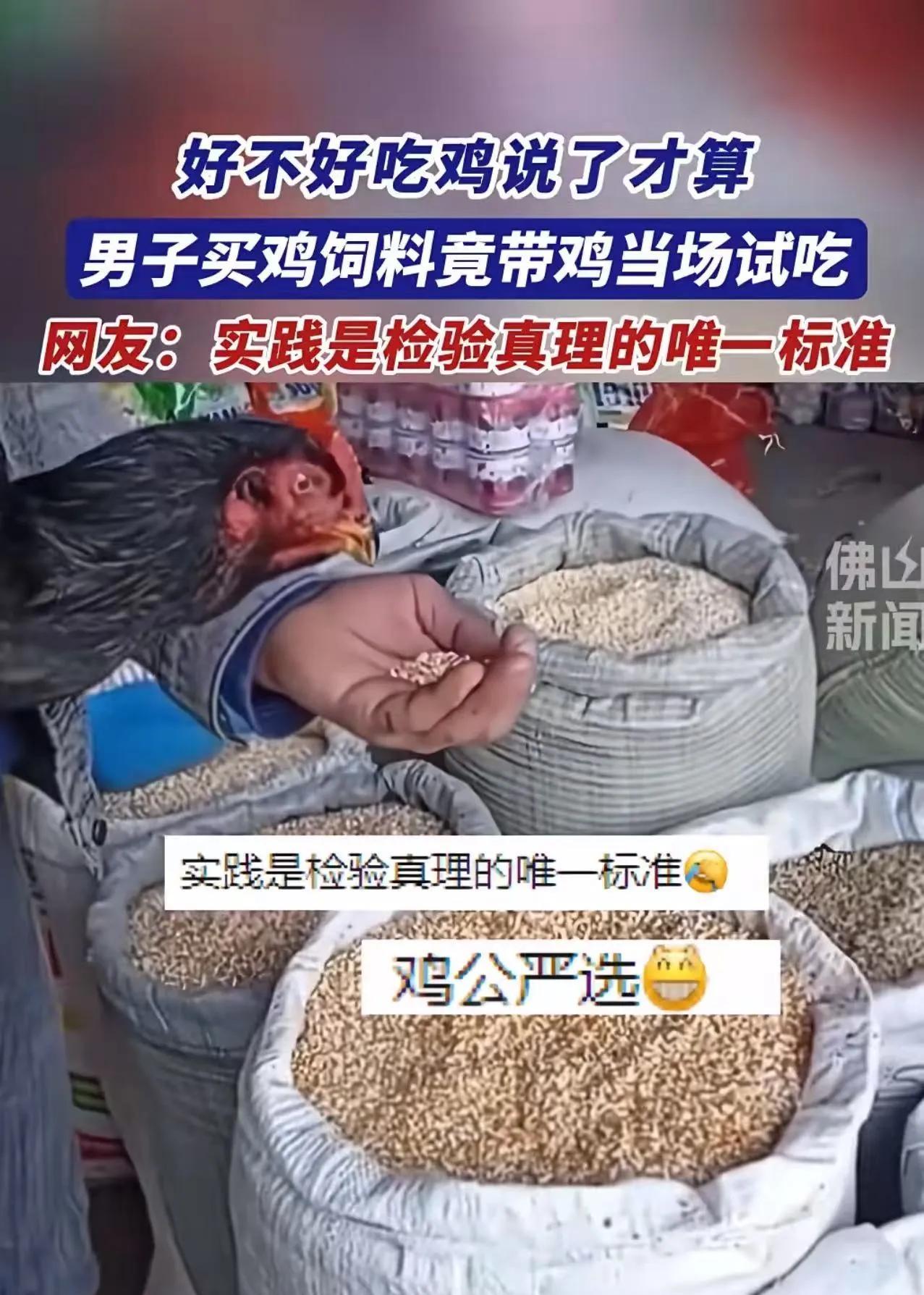 “笑不活了！好不好吃鸡说了才算！”男子买鸡饲料，竟然带鸡当场试吃，而结果让人目瞪