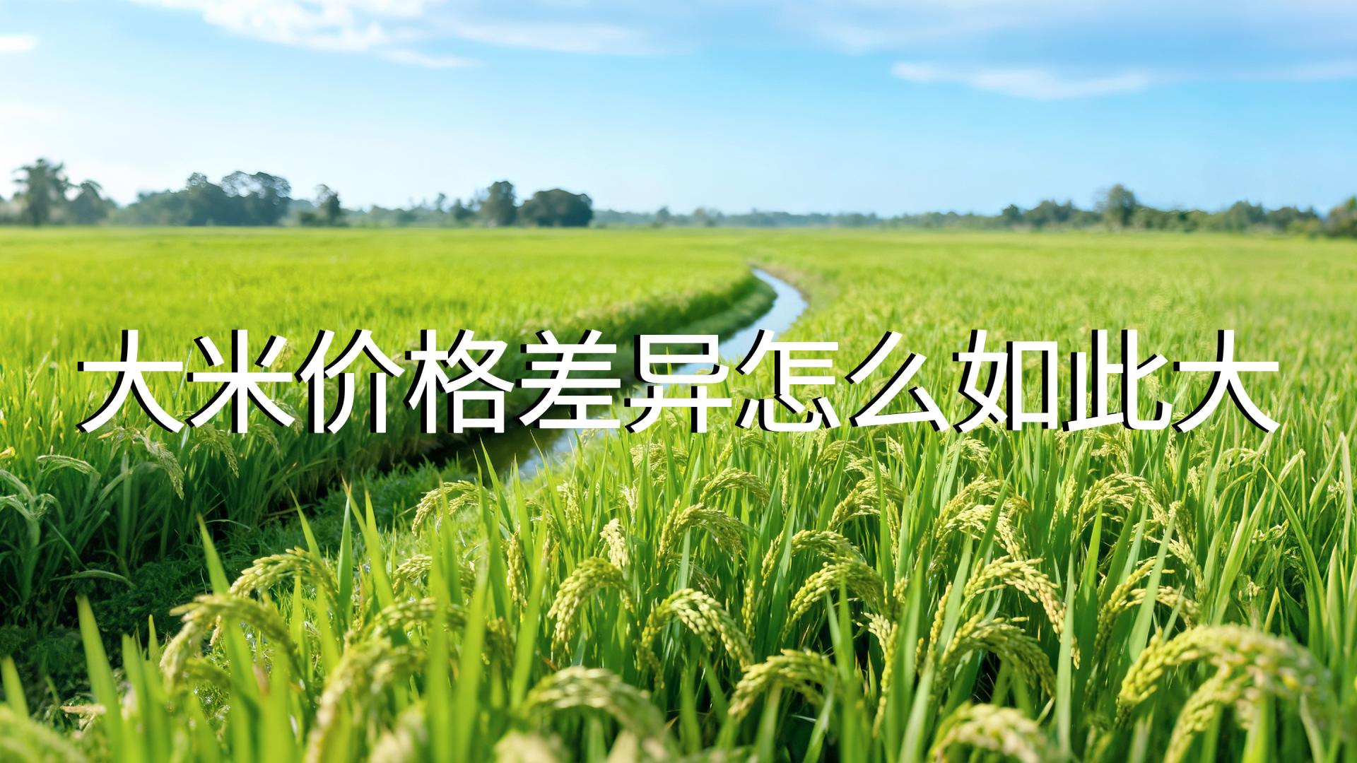 大米价格差异怎么如此大