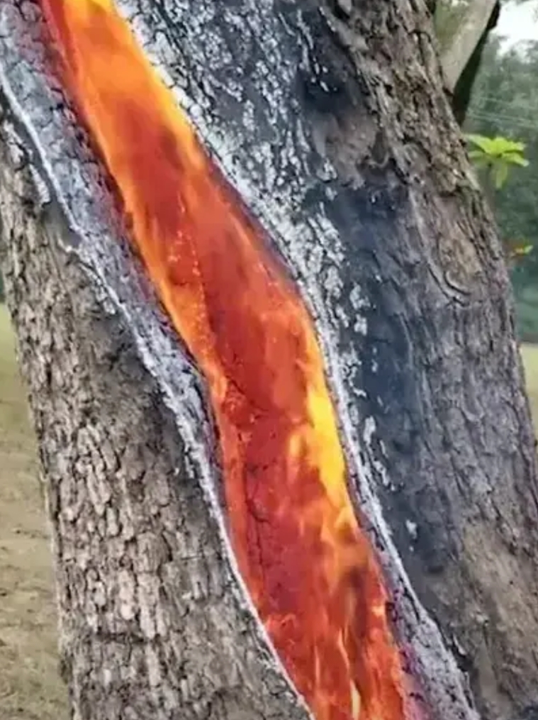 闻所未闻，以色列这山火，怎么都是从树杆内往外烧的呀？难怪以色列向全世界求援没人敢