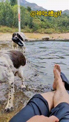 强迫症的狗狗：悠闲躺在河边，狗狗把鞋子叼过来，主人把鞋穿回脚上，狗子又把鞋叼给主
