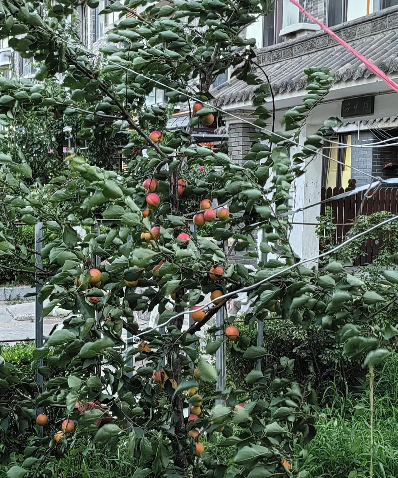 到了吃桃子的季节，
反倒是觉得桃子不好吃了！