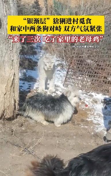 “心太大了！”3月29日，内蒙古呼伦贝尔，一村民看到有猞猁进村觅食，不仅没躲，还