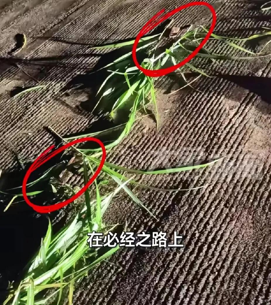 送葬路上被人放钉子，五辆车全部扎爆胎！7月24日，安徽省酉阳县的陈先生告诉记者，