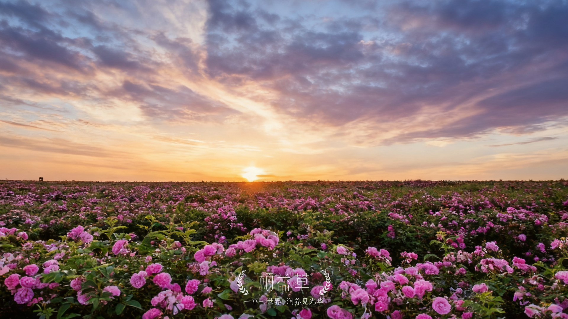 玫瑰的疗愈力：一朵花的护肤哲学