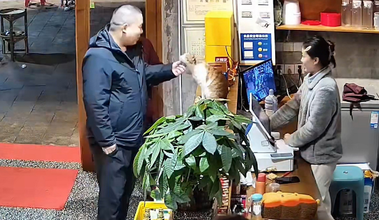 招财喵带薪上岗！流浪猫带火火锅店获月薪4200元offer