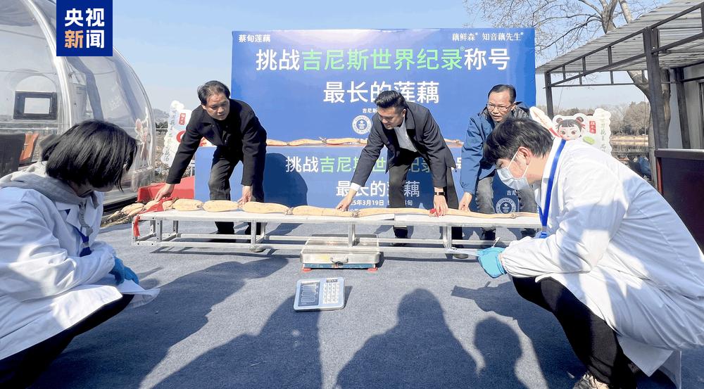 武汉超3米长莲藕刷新全球最长莲藕世界纪录