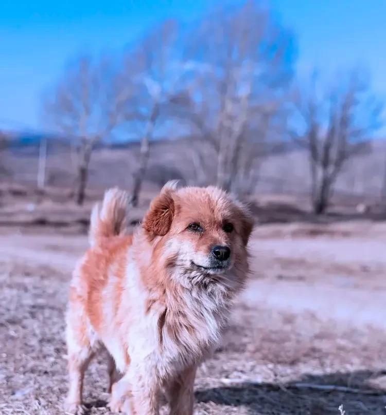 虽然我不养狗，但还是觉得，将中华田园犬列入危险大名录，有点不妥。
中华田园犬，在