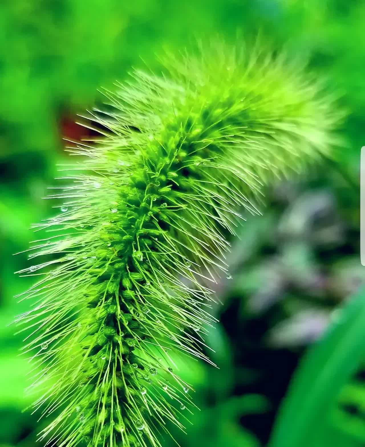 男子把父亲骨灰直接丢到垃圾场，网友为何一边倒支持？
最近，京州市小伙把父亲火化