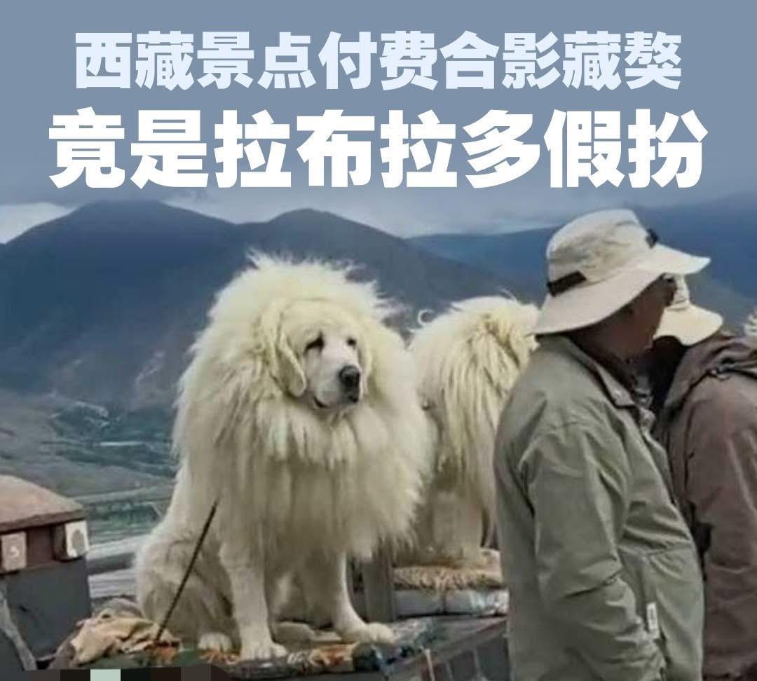 怎么样？像不像藏獒呀？！
#猜猜它像什么# #都来看像不像# #似像非象# #猜