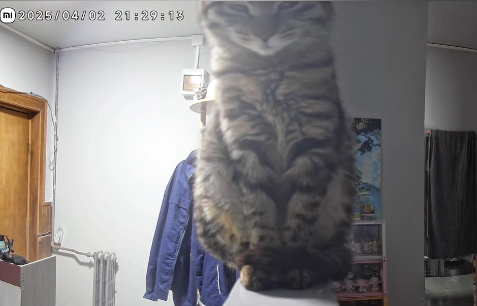 回看监控发现我通过摄像头和小猫说话后 笨蛋小猫就一直守着摄像头强撑因意