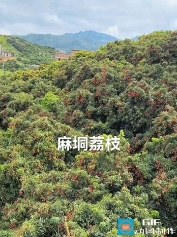 麻垌镇是广西桂平市的一个乡镇，以盛产荔枝闻名，有“中国荔枝之乡”的美誉。这里的荔