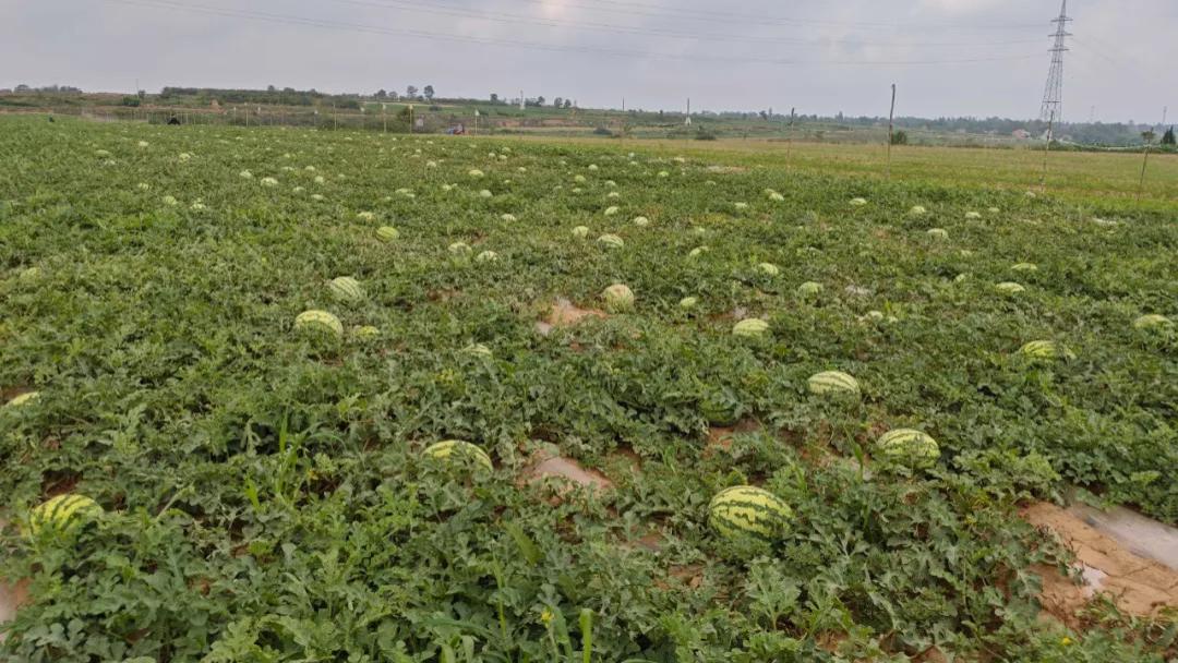 乾县梁山镇3000亩西瓜喜获丰收