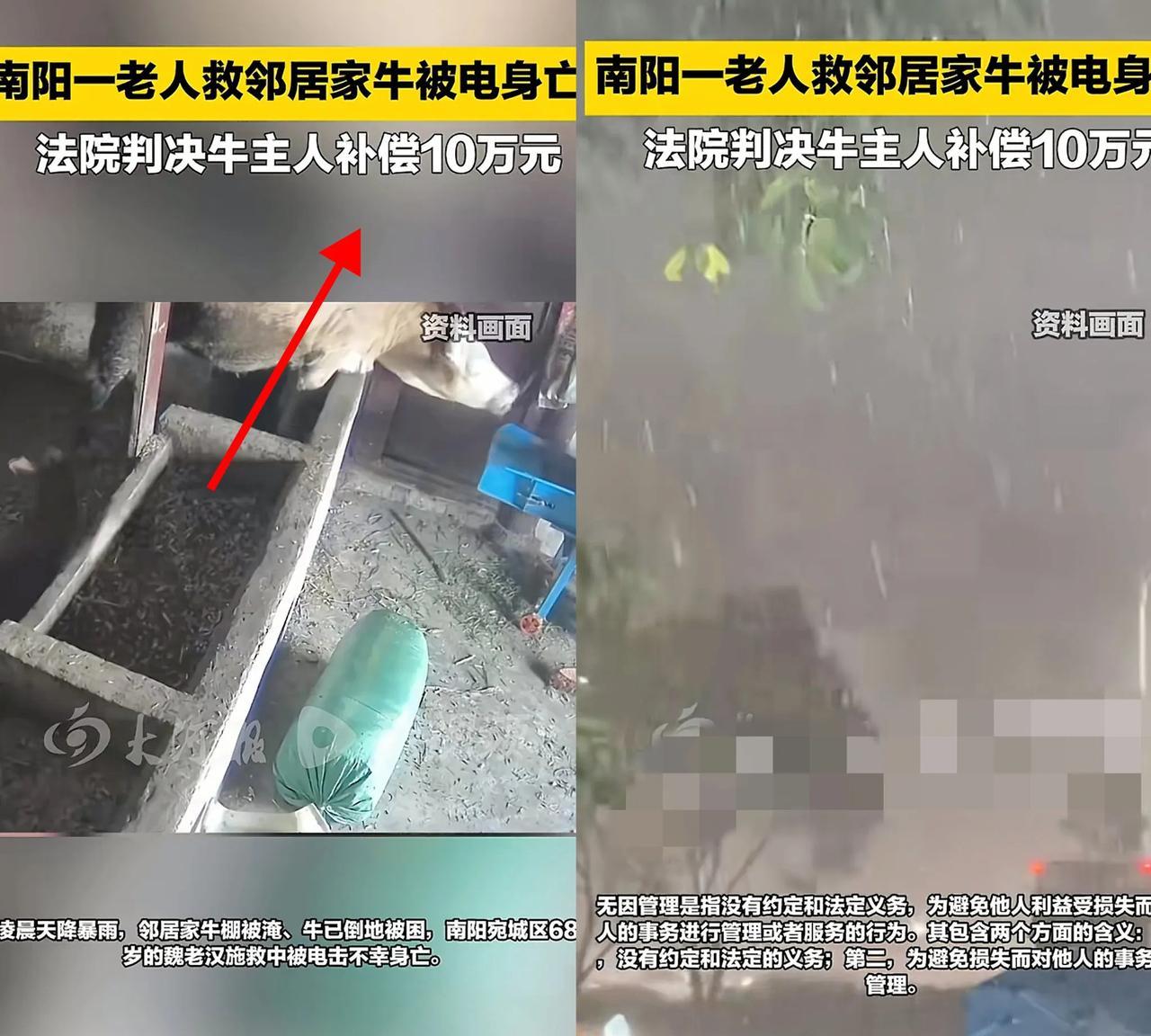 河南南阳，一68岁老汉在暴雨天见隔壁邻居家的牛快淹死了，便上前要解开牛绳救牛。不