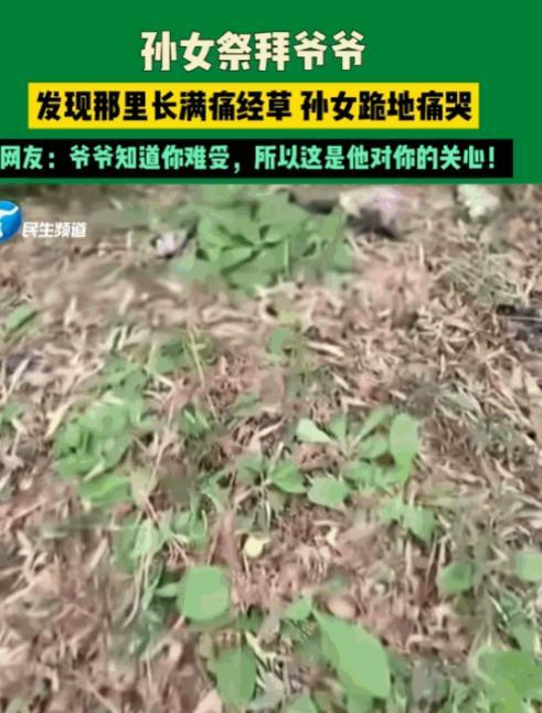 “看哭了”湖南，女孩上山祭拜爷爷，结果在来到爷爷坟前的时候，发现坟头上长满了痛经