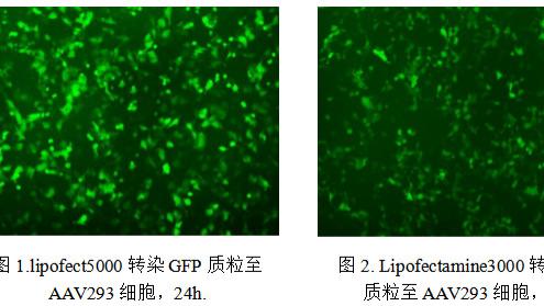 Lipo系列质粒转染试剂的使用体验与性能分析