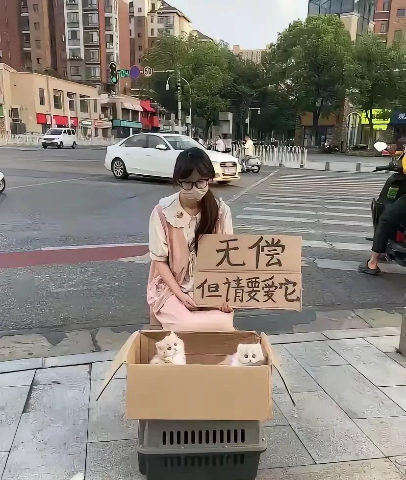 啥情况？可爱的小猫寻主人。这么可爱的小猫，碰到了我也要领养一只。
在城市的街头上