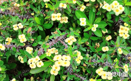 妻子和白月光重逢后，我放手了