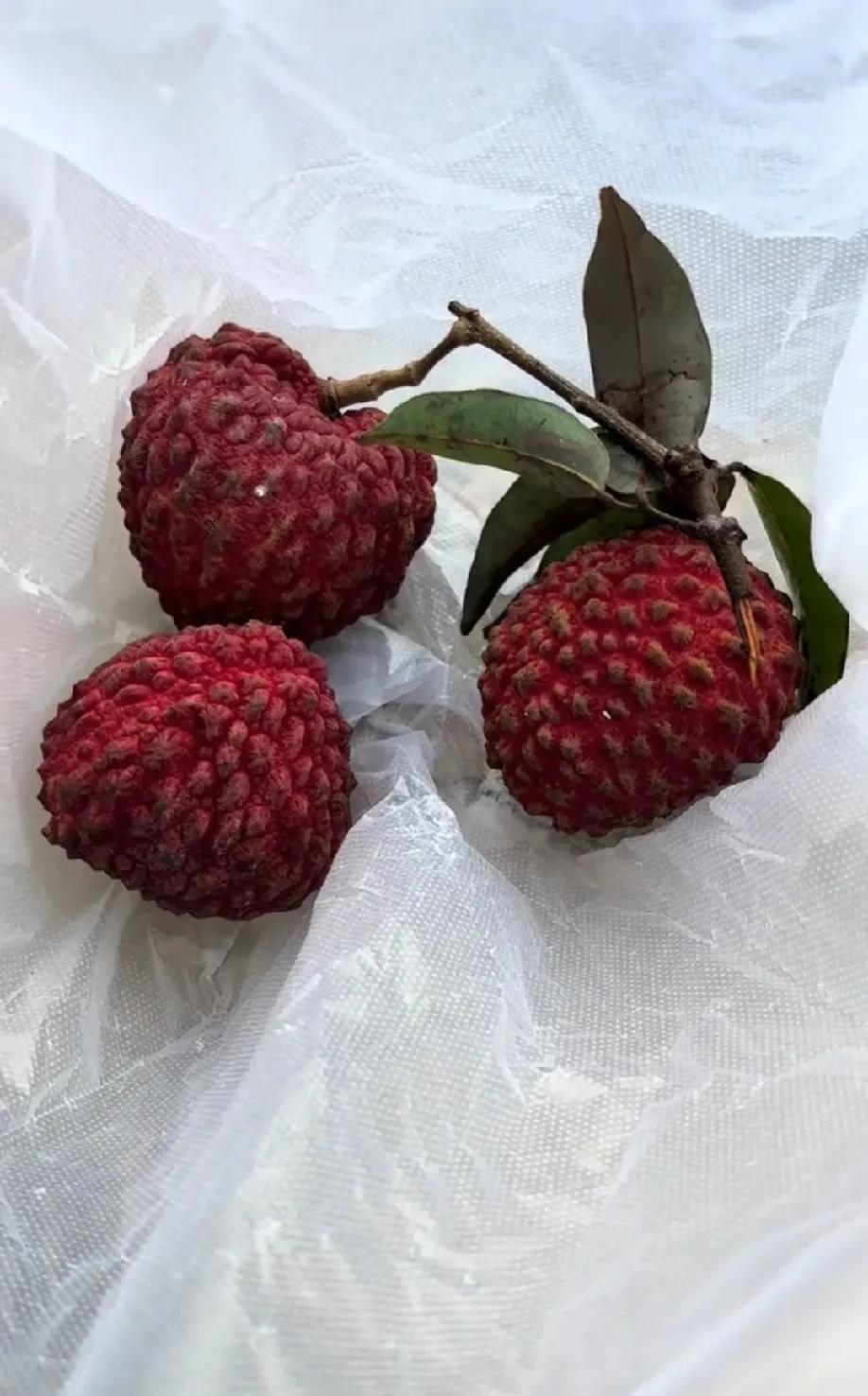 #荔枝# #荔枝果# #荔枝的鲜吃法# 
        现在正是吃荔枝的季节，