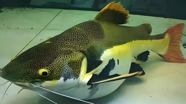 招财猫鱼：它不是猫，是水里威武又呆萌的“猫脸”大胃王