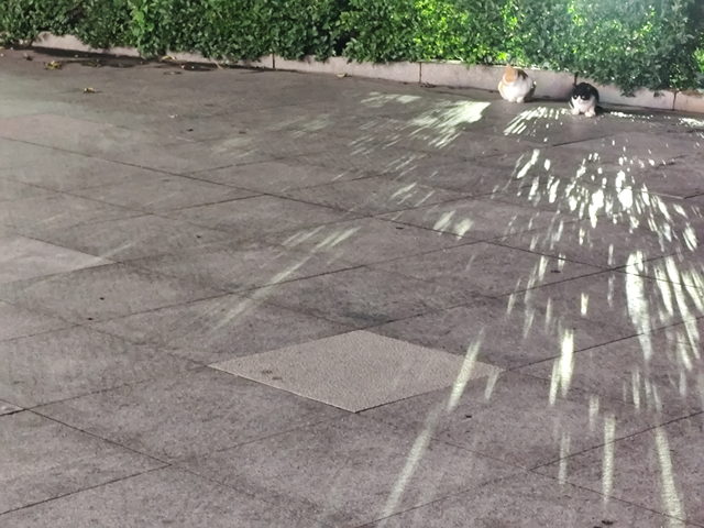 离合器震动
手动超越版低速换挡时踩离合器脚上有颗粒感，就像美利达或者捷安特自行车