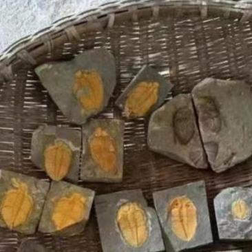 这可是从玉米地里挖出来的，你认识吗？