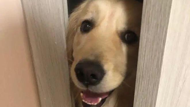 金毛走失三天，回来耳朵夹着“讨债单”，敢情是公费旅行？