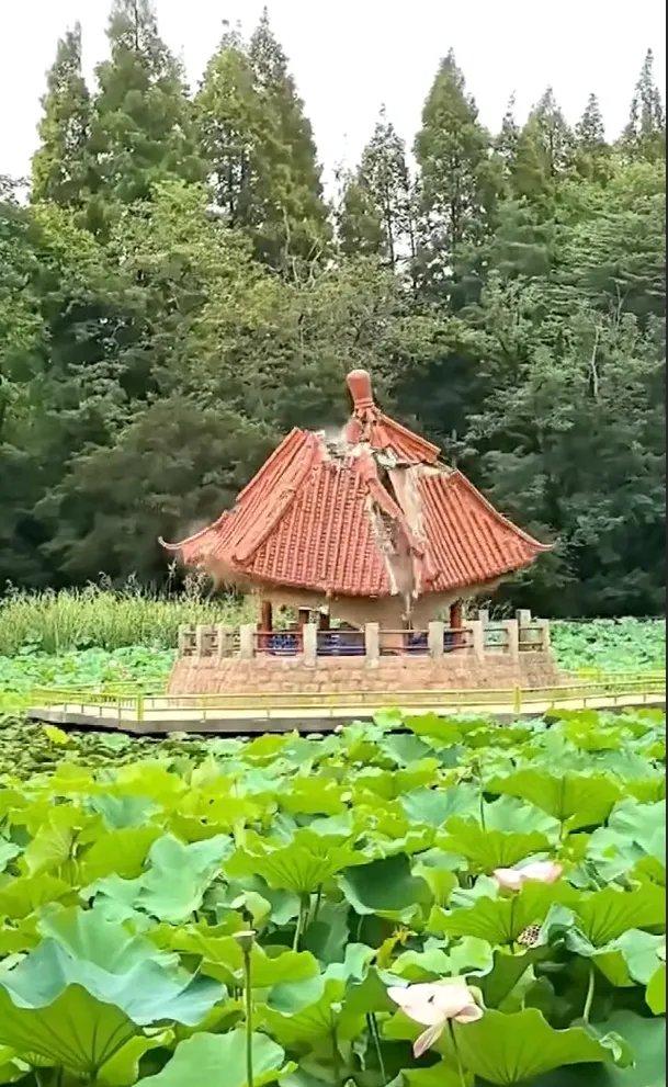 一座刚修缮满一年的百年凉亭，为何在两秒内轰然倒塌？是自然侵蚀，还是人为失职？
