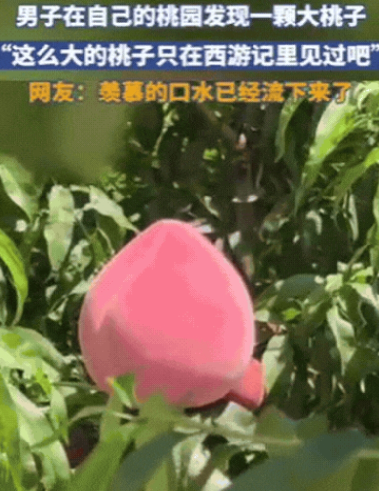 “彻底解释不清了！”山东，男子去果园摘桃子，不料，竟然发现了一颗大桃子，双手去抓