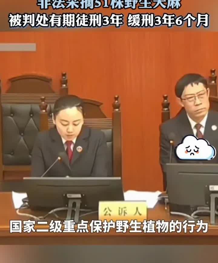 男子为了给母亲治病，非法采摘了51株野生天麻，被判处有期徒刑三年，这还得感谢长官