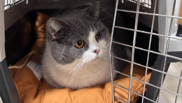 2026跨省搬家人宠同行平台选择指南：全国跨省长途搬家平台物流宠物托运哪个平台靠谱划算？