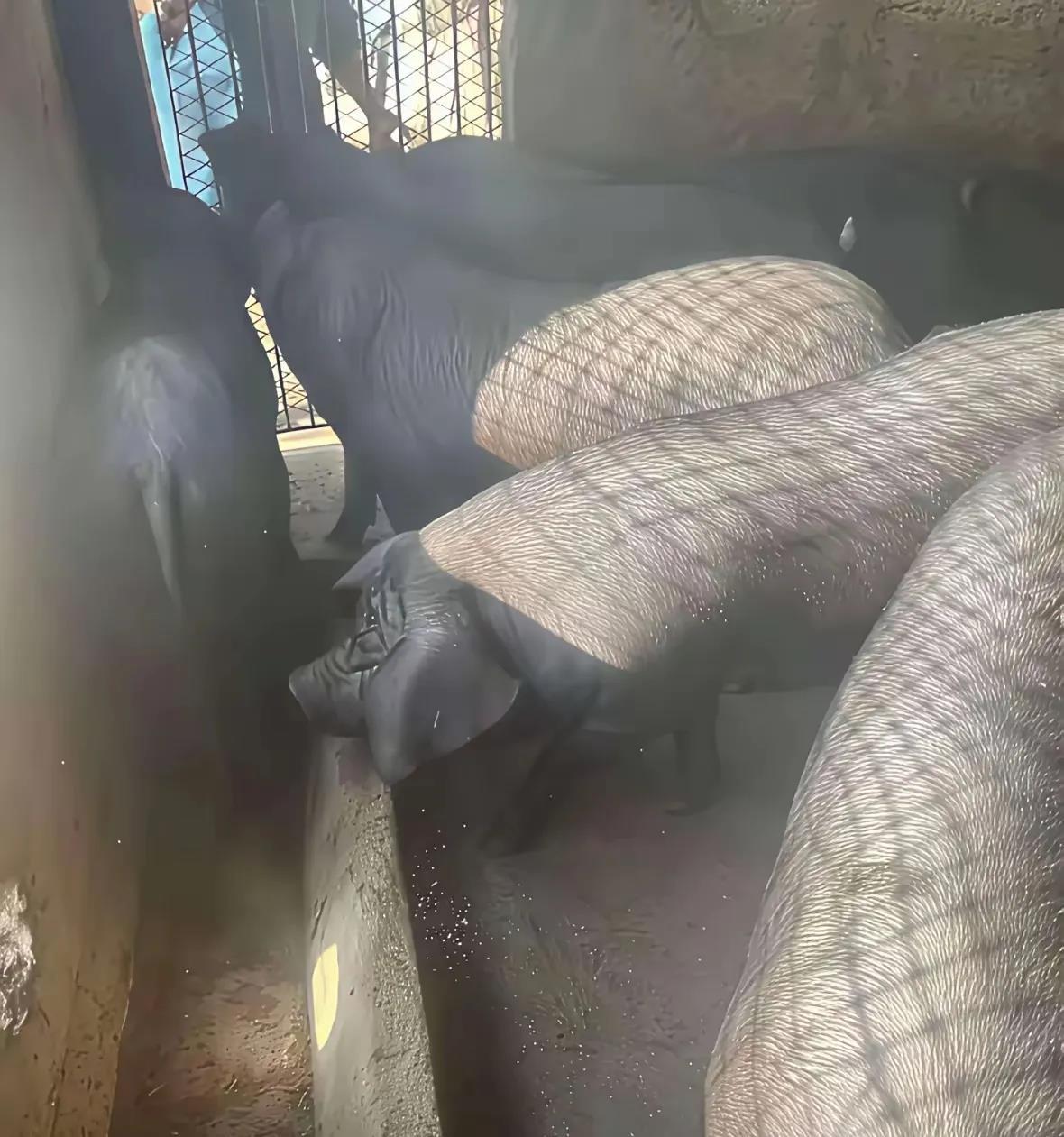 不是穿的多露，是你的视觉错误造成的。